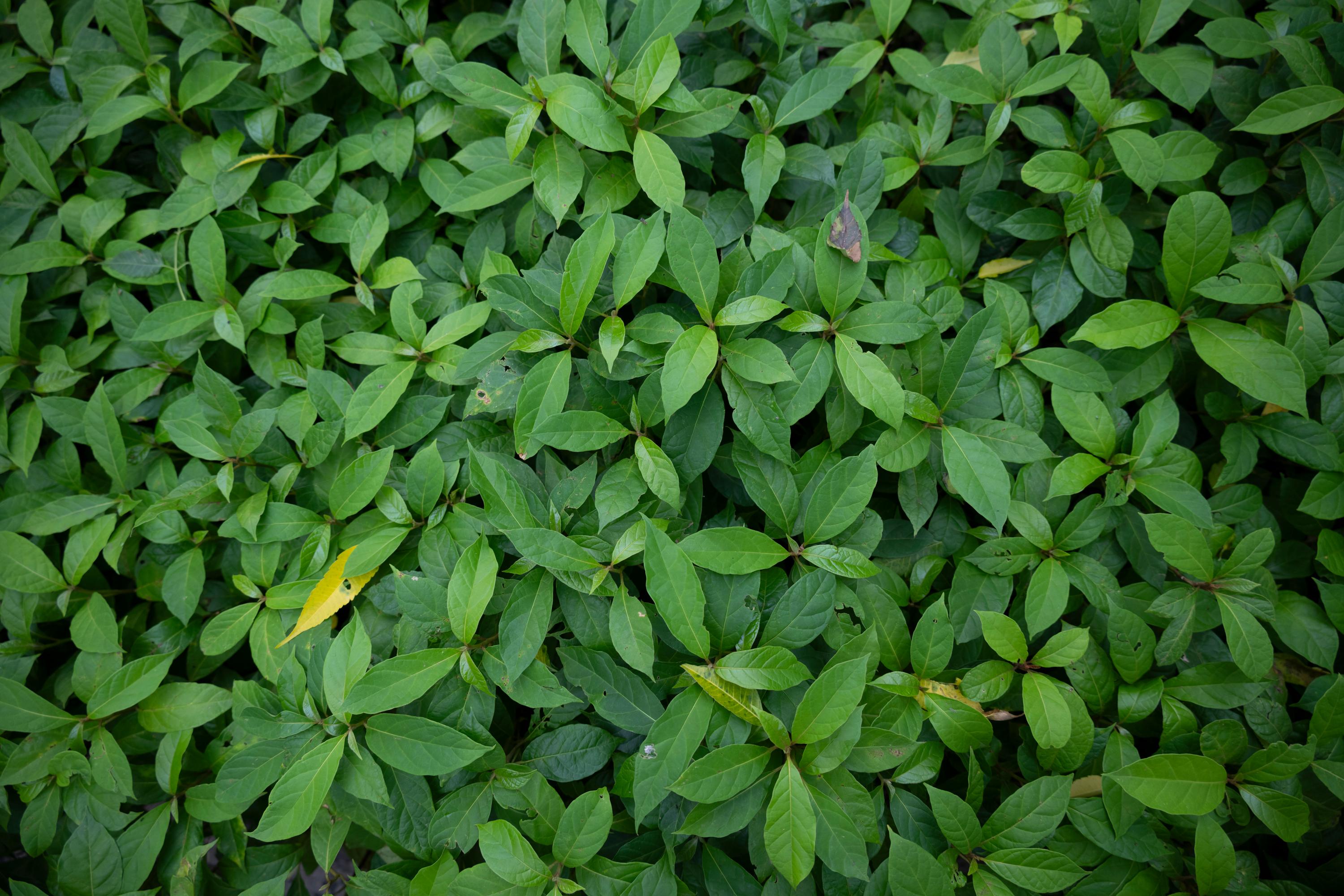 A closeup photo of seedlings in the tree nursery-2023-10-15_17-20-58