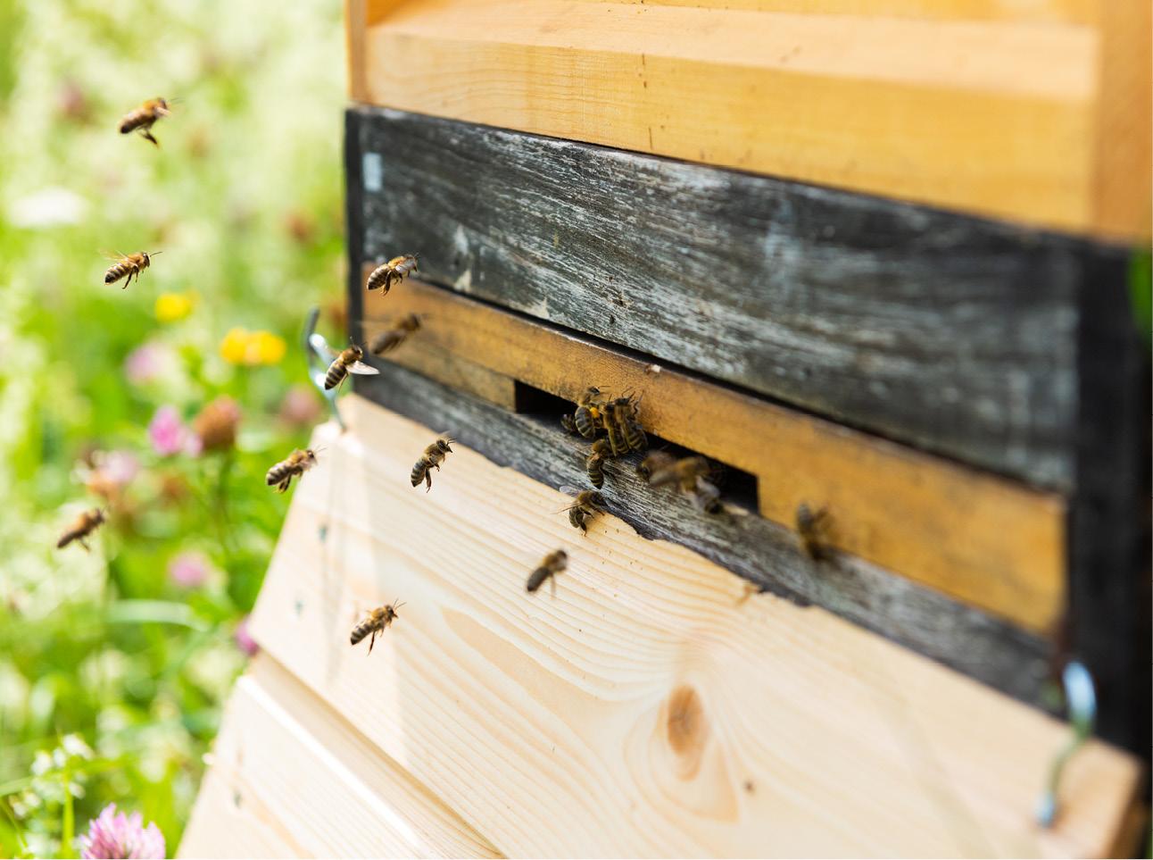 Zahlreiche Bienen fliegen zurück in ihren Bienenstock.