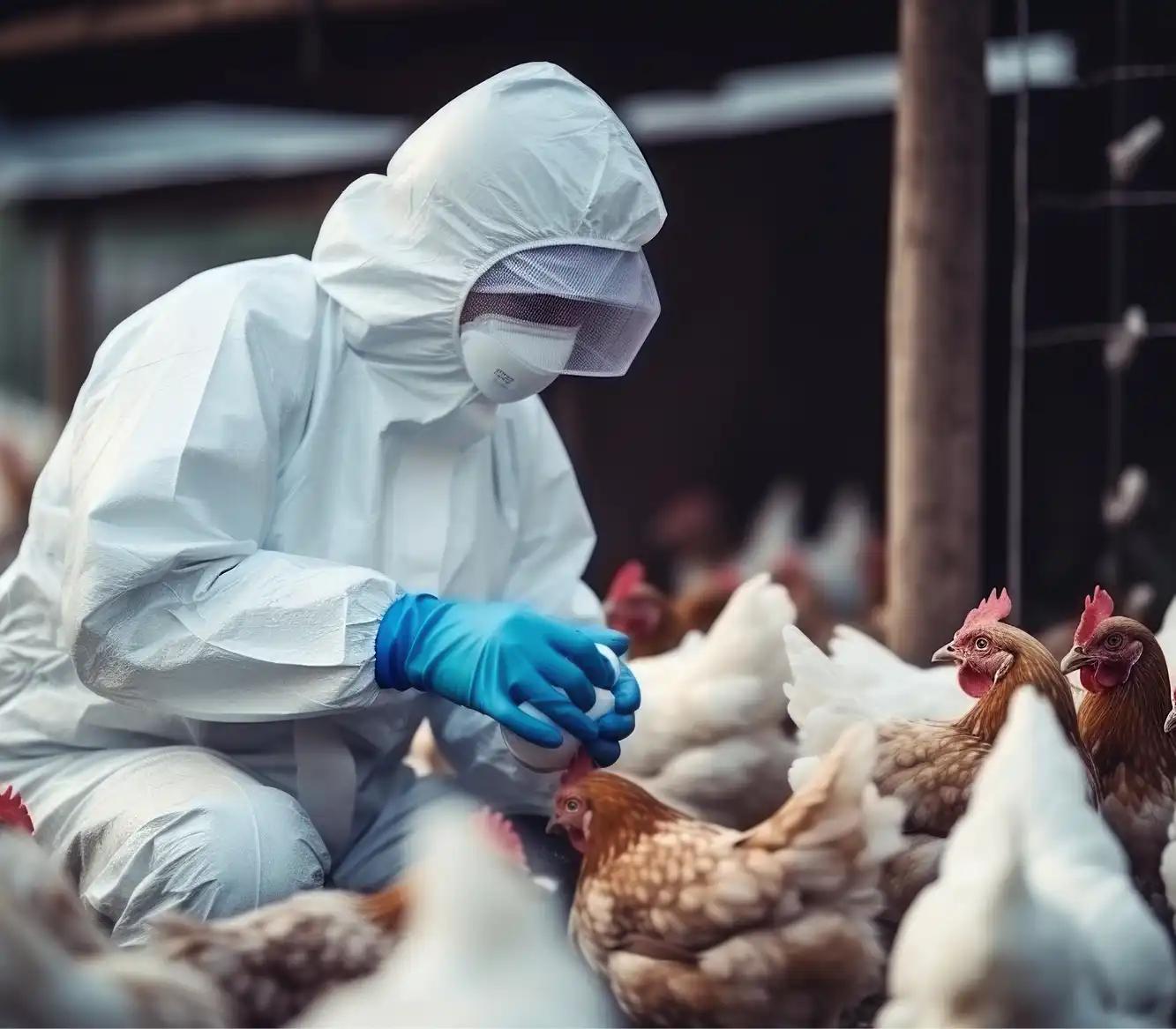 Vogelgrippe - Was Sie beachten sollten