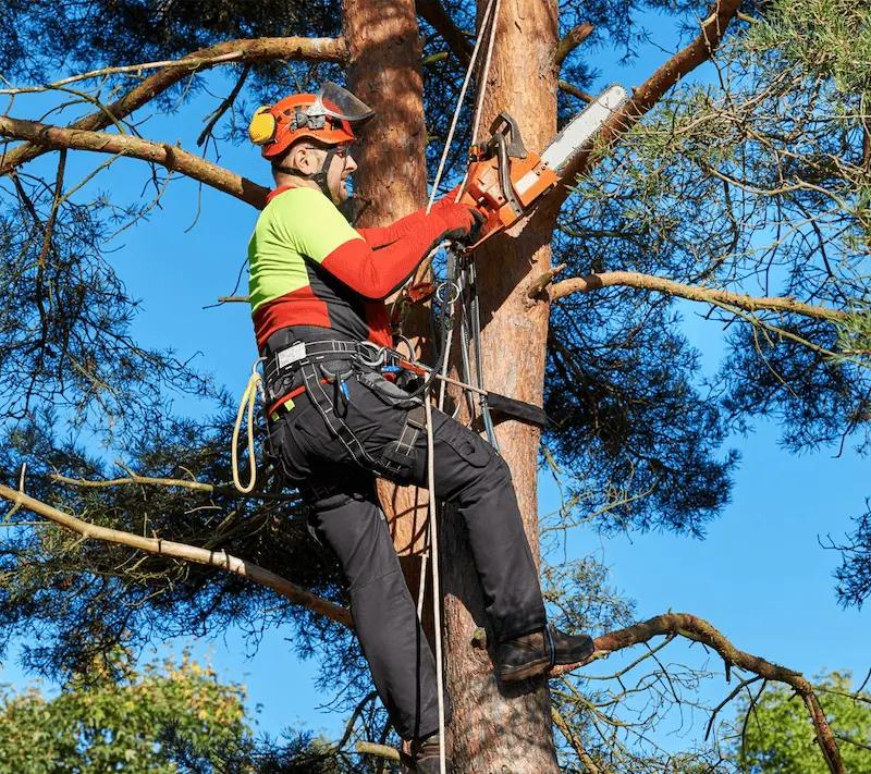 Ein Baumpfleger mit Helm und Sicherheitsgurt schneidet mit einer Motorsäge einen hohen Kiefernstamm inmitten grüner Bäume.