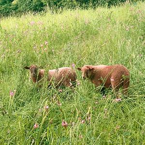 Zwei braune Schafe mit kurzer Mähne stehen in einer grünen Wiese mit pinken Blumen, im Hintergrund verläuft eine Baumreihe.