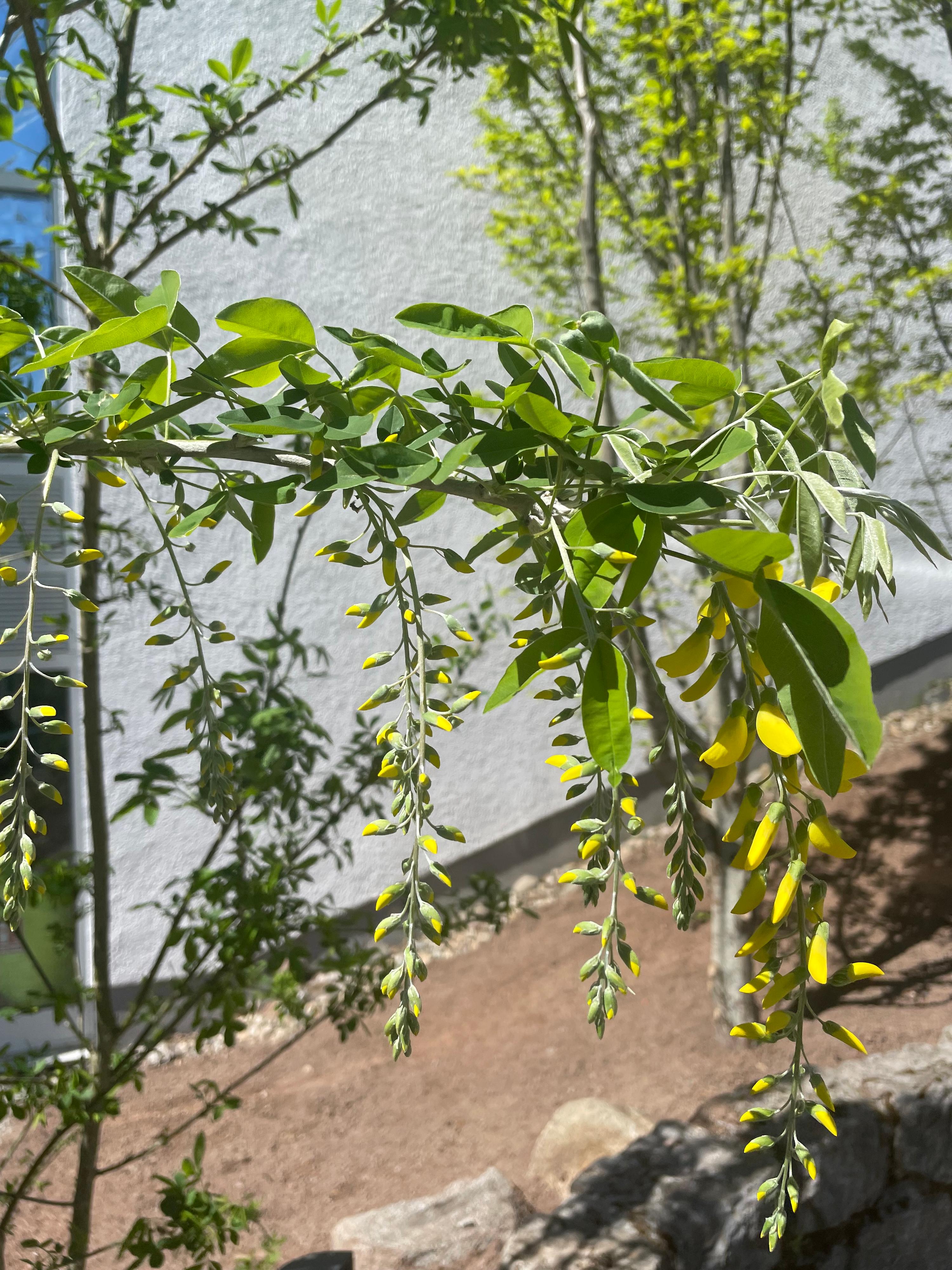 Großer Baum mit dichten grünen Blättern und gelblichen Knospen, lange schlanke Äste bilden eine weite Krone vor weißer Wand.