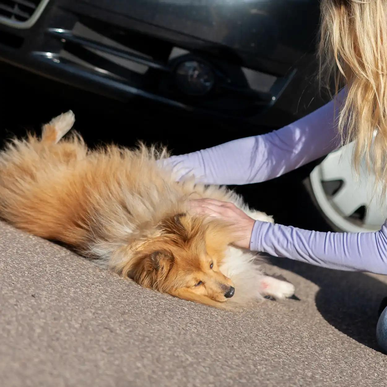 Ein goldfarbener Hund liegt auf Asphalt und ruht entspannt mit dem Kopf in einer Hand, die eine Person im lila Langarmshirt sanft hält.