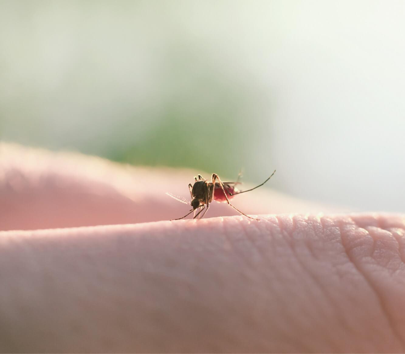 Ein brauner Mücke schwebt mit ausgebreiteten Flügeln nah über menschlicher Haut in natürlicher Umgebung.