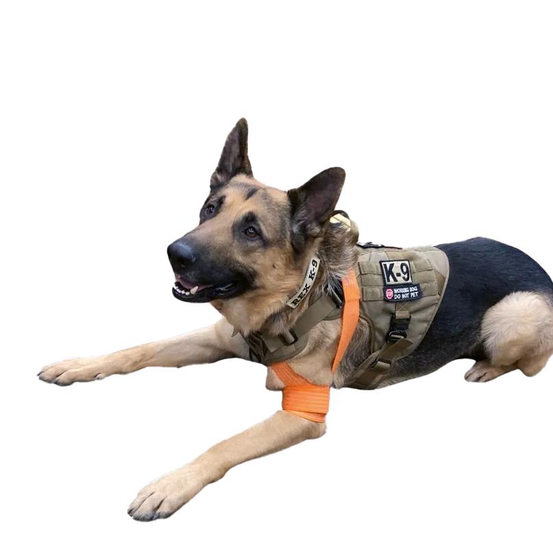 Ein Schäferhund trägt den Slishman Pressure Wrap - Orange als Druckverband, die elastische orange Bandage ist an der Vorderbeinstruktur sichtbar angebracht.