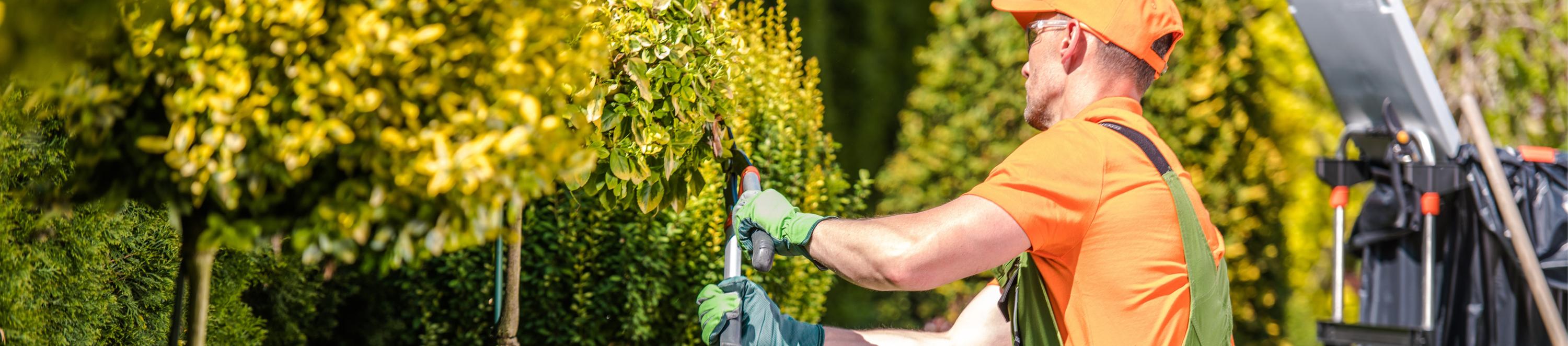 Ein Gärtner arbeitet mit einer Heckenschere an einer Hecke.