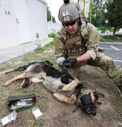 Ein Mann in Militärkleidung legt einem verletzten Hund im Feld ein Tourniquet SWAT - T - Schwarz an, der Hund trägt einen Verband am Bein.
