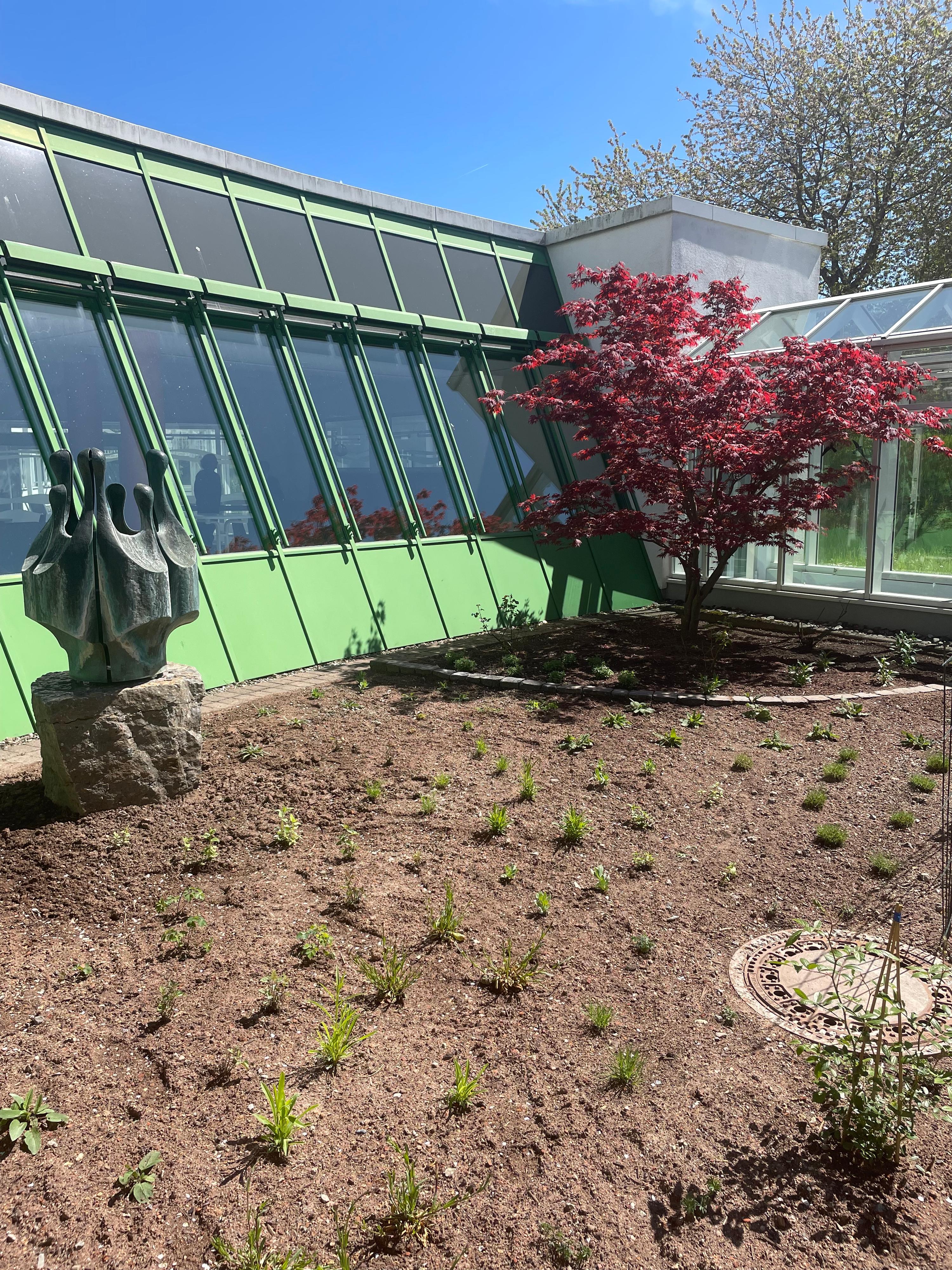 Steinskulptur vor modernem Gebäude mit grüner Fassade, daneben ein roter Ahornbaum und neu angelegter, teils bewachsener Boden.