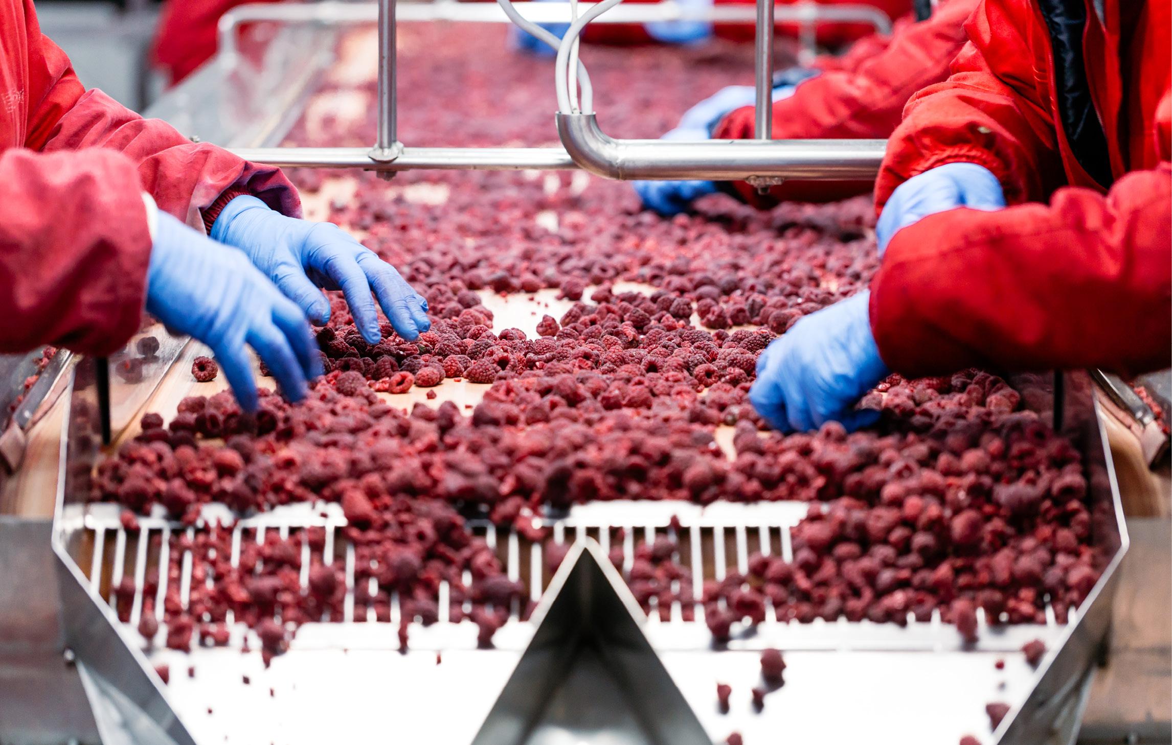 Frisch geerntete Himbeeren werden mit blauen Handschuhen von einer Edelstahl-Förderanlage in einen größeren Behälter sortiert.
