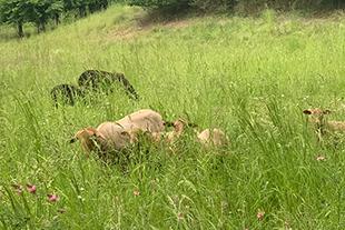 Mindestens fünf Schafe in unterschiedlichen Fellfarben weiden im hohen Gras einer grünen Wiese, ein dunkles Tier steht ebenfalls im Feld.